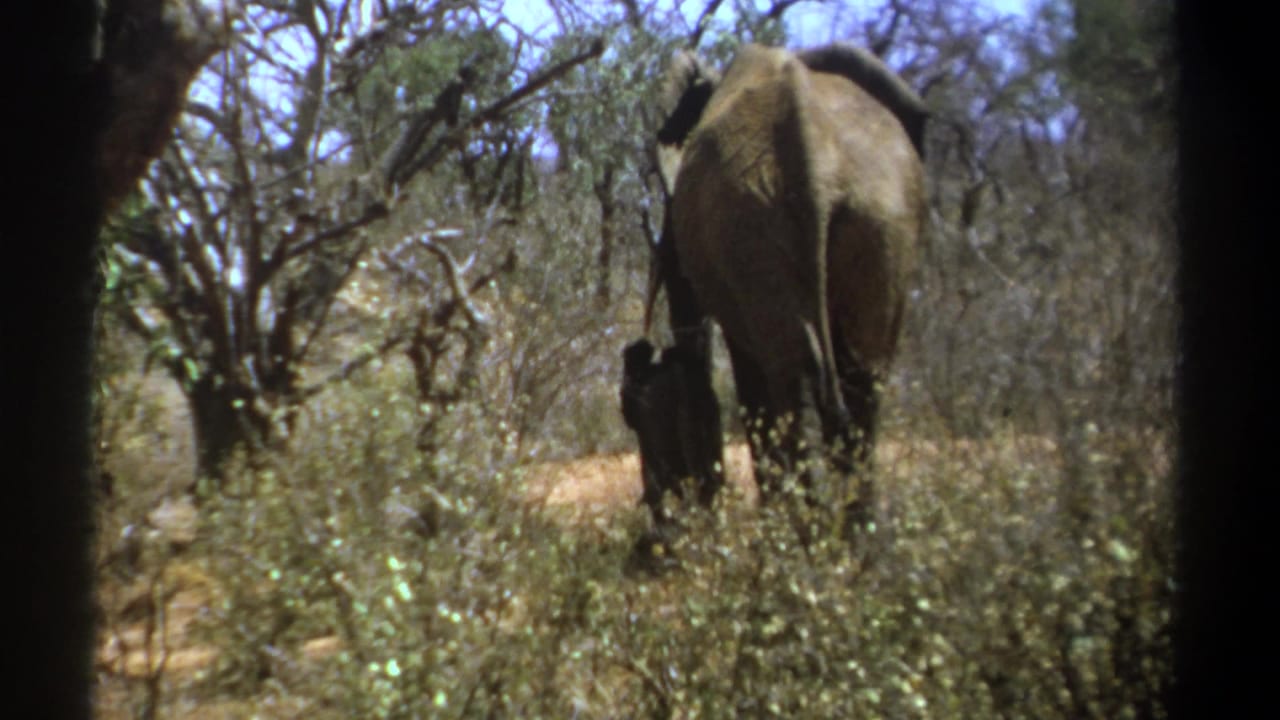 Adult elephant and calf walking away through dry trees and brush.