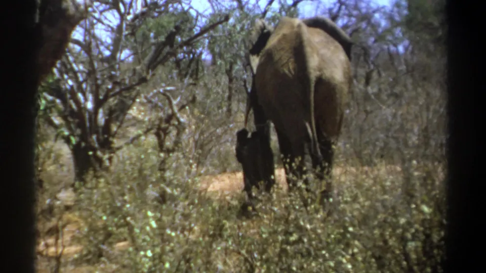 1969 Kenya 8mm frame showing an adult elephant and calf moving away through dry wooded savanna.
