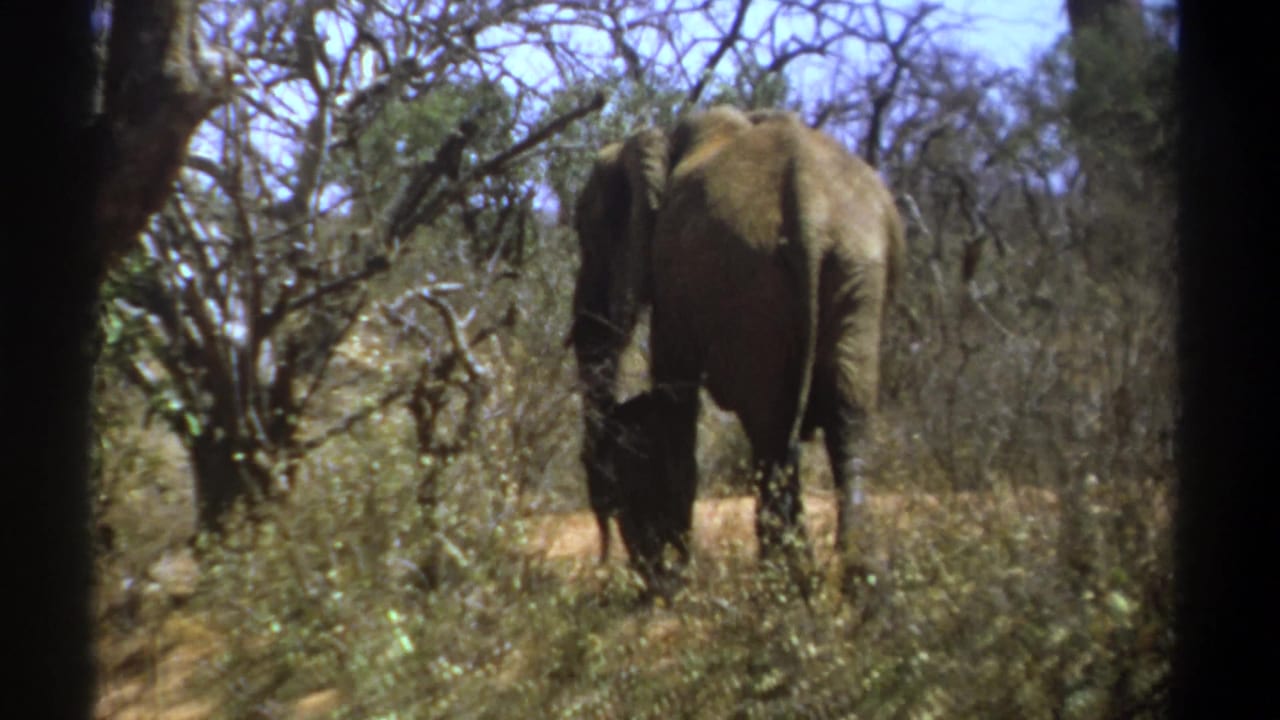 Elephant and calf partly framed by trees in dry woodland.