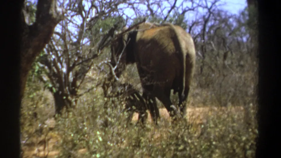 Rear view of an adult elephant with a calf near its legs amid dry brush and trees in 1969 Kenya footage.