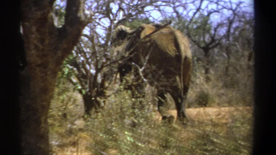 Adult elephant recedes along a pale path through dry Kenyan woodland, with the calf mostly obscured by brush.