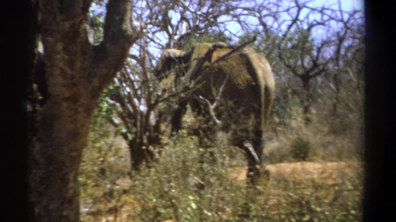 Elephant partly hidden by trees and dry brush in a sunlit savanna setting.