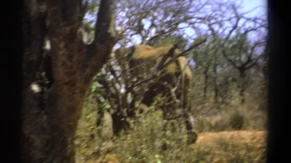 1969 Kenya 8mm frame of an elephant moving through thick scrub, partially blocked by trees and foreground shadow.
