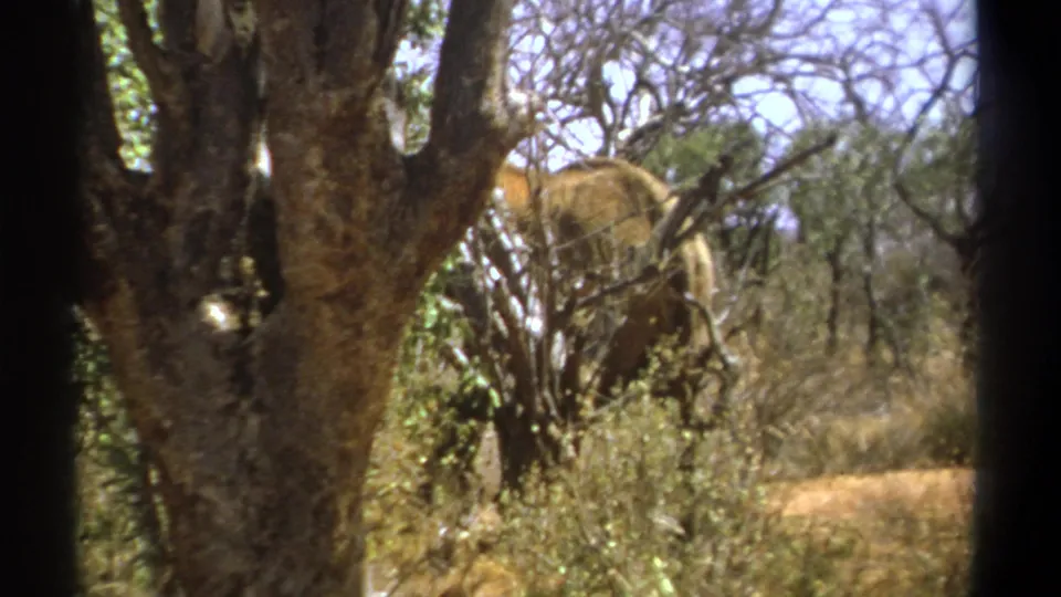 1969 Kenya 8mm frame with an elephant partly visible behind a large tree trunk and tangled savanna brush.