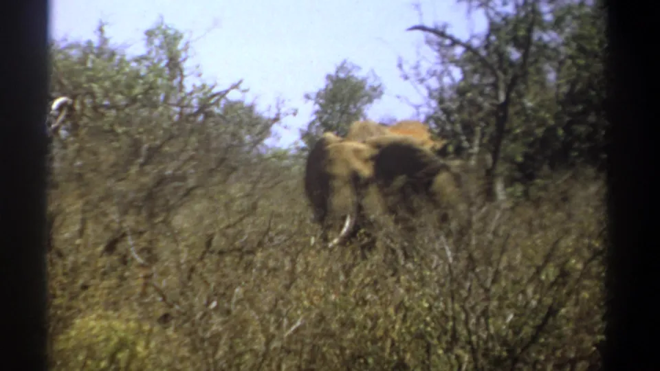 1969 Kenya 8mm frame showing an elephant moving through scrub vegetation, with its body partly obscured and one tusk visible.