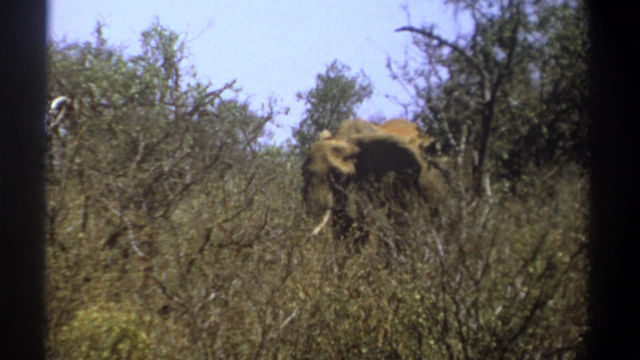 In Kenya 1969 home-movie footage, an elephant stands mostly obscured by dry savanna brush and scattered trees.