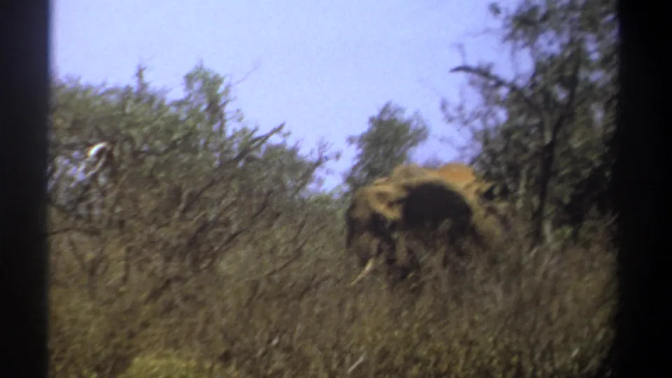 The elephant appears through dense Kenya brush, with only part of its body visible in soft, grainy 1969 8mm color footage.