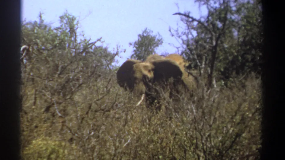 A tusked elephant is seen in profile through dry Kenya savanna vegetation in handheld 1969 8mm footage.