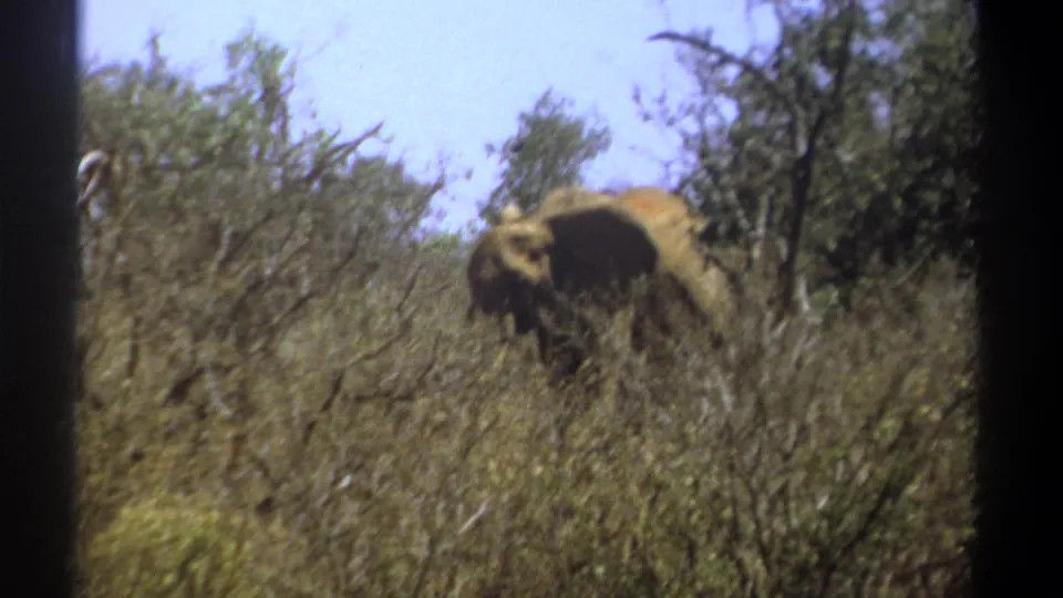 The elephant recedes behind dense savanna brush in Kenya, framed by soft focus and grainy 1969 8mm film texture.