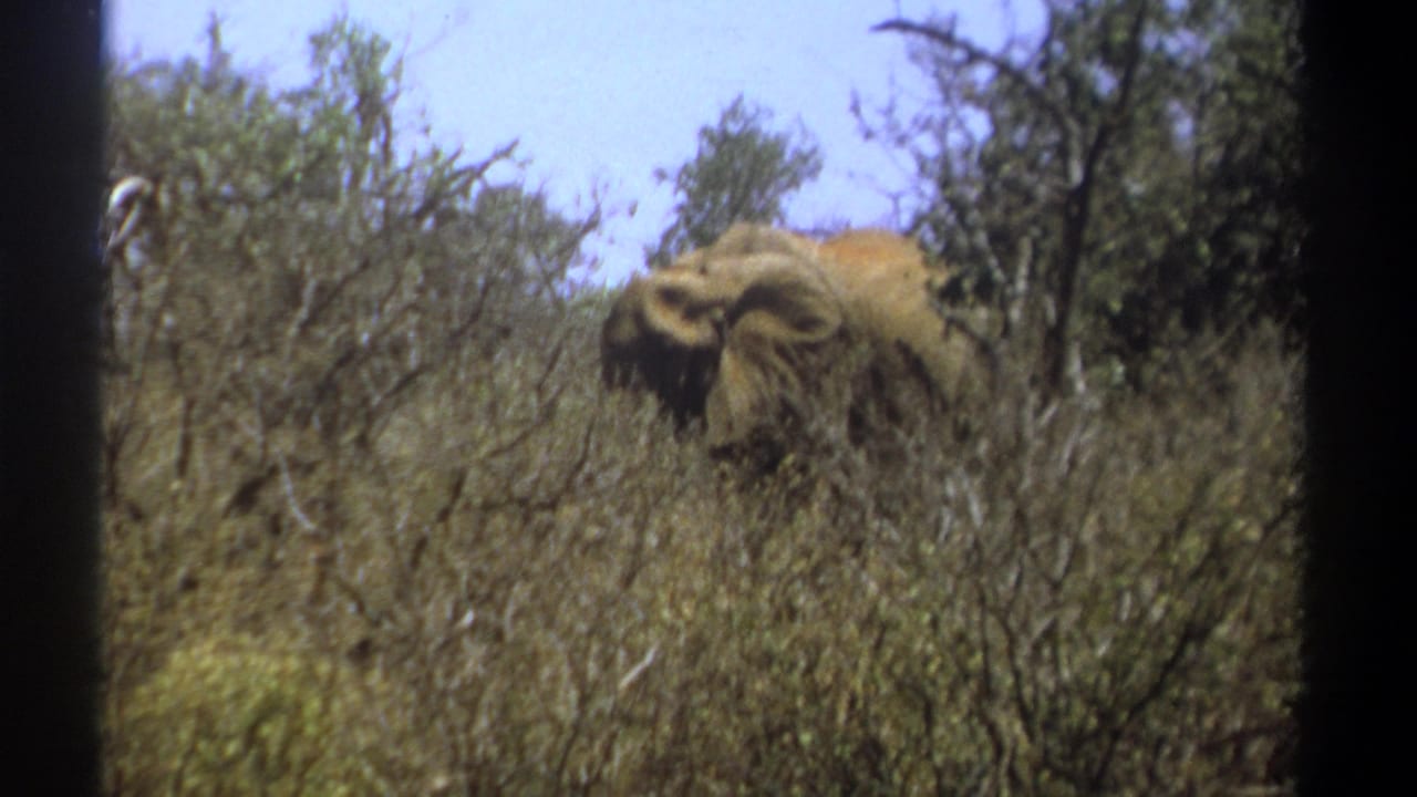 Elephant partly hidden by dry brush and trees in savanna.