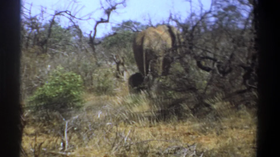 1969 Kenya wildlife frame with an elephant's rear visible through thorny brush and dry savanna vegetation.