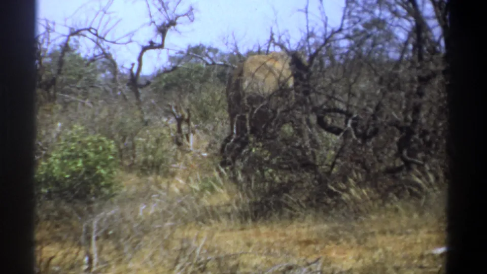 Faded 8mm frame from Kenya in 1969 showing an elephant partly concealed by tangled trees and savanna grass.