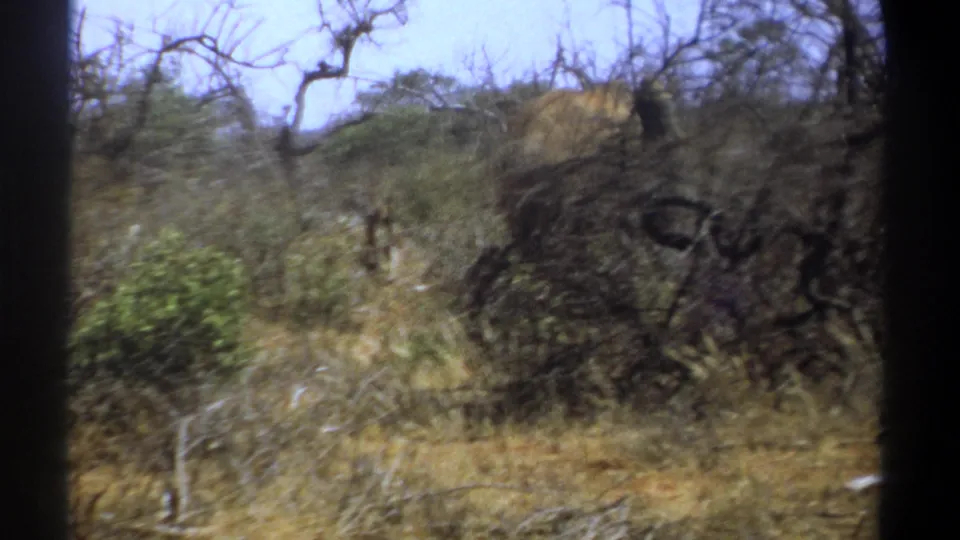 1969 Kenya 8mm frame with a softly blurred elephant partly visible beyond dry grass, shrubs, and dark branches.