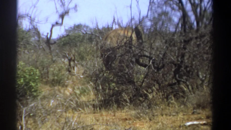 1969 Kenya safari frame with dry scrub, bare branches, and a distant elephant partly hidden in the brush.