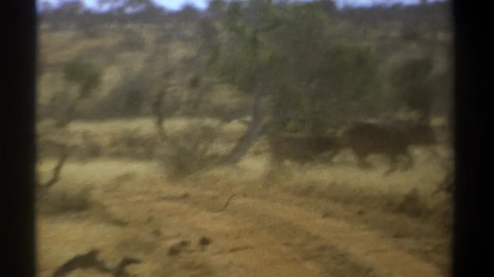 1969 Kenya 8mm frame showing a dark running herd animal in soft focus across dry savanna, seen through vehicle-window bars.