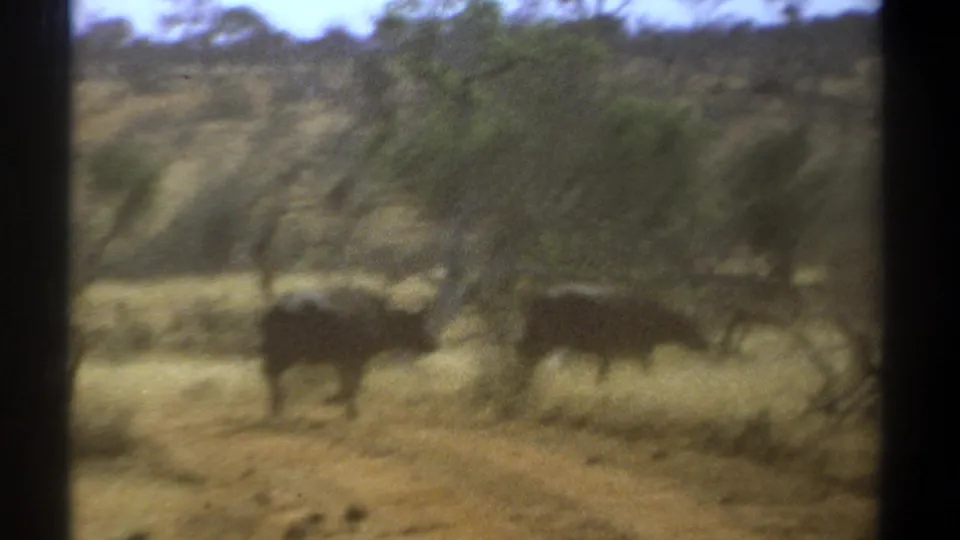 1969 Kenya home-movie frame with a dark antelope or wildebeest-like animal running through dry savanna brush.