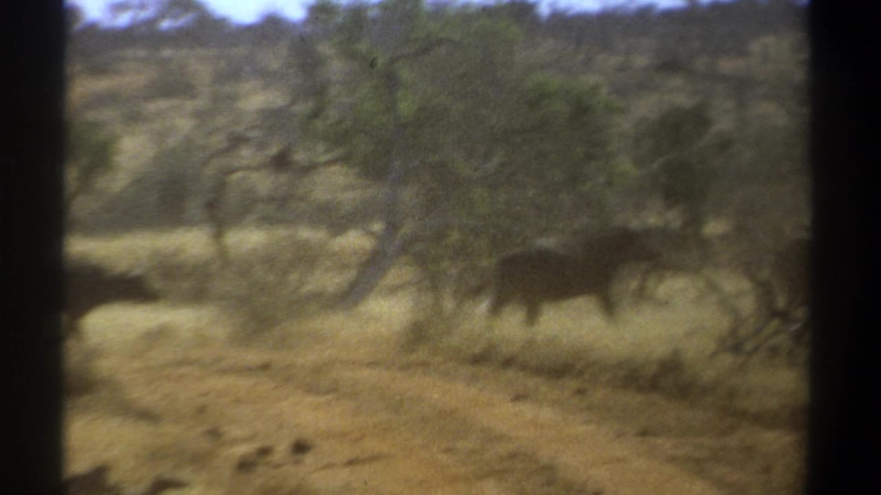 1969 Kenya 8mm frame showing large mammals moving through dry savanna brush beside a dirt track.