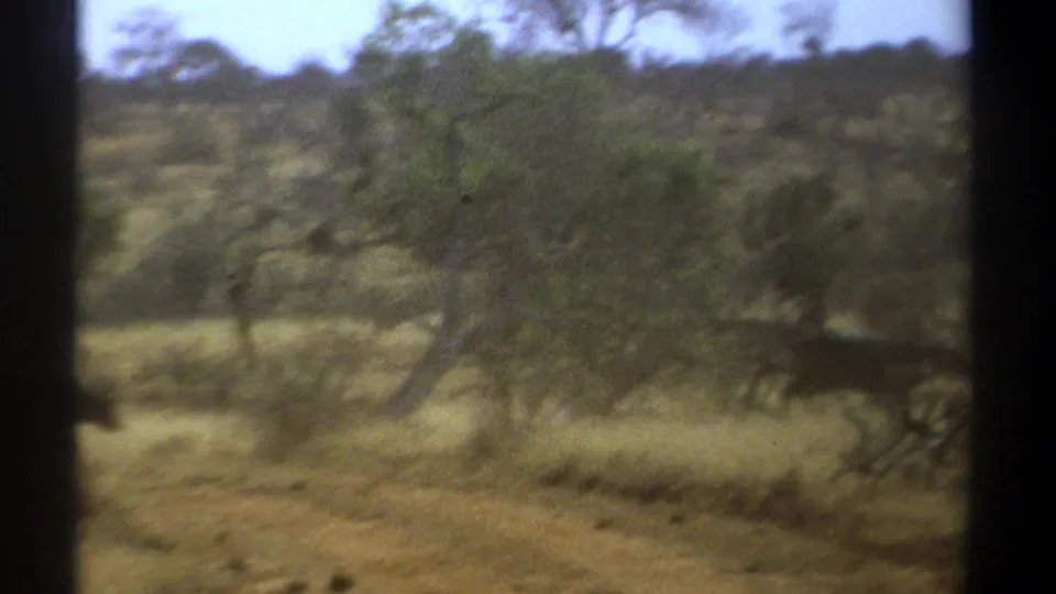 1969 Kenya home-movie frame with an animal moving left to right through brush near a dry road.