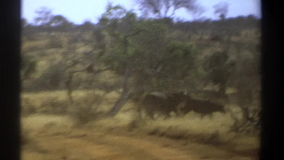1969 Kenya 8mm frame showing large mammals running through grass and brush in a savanna landscape.