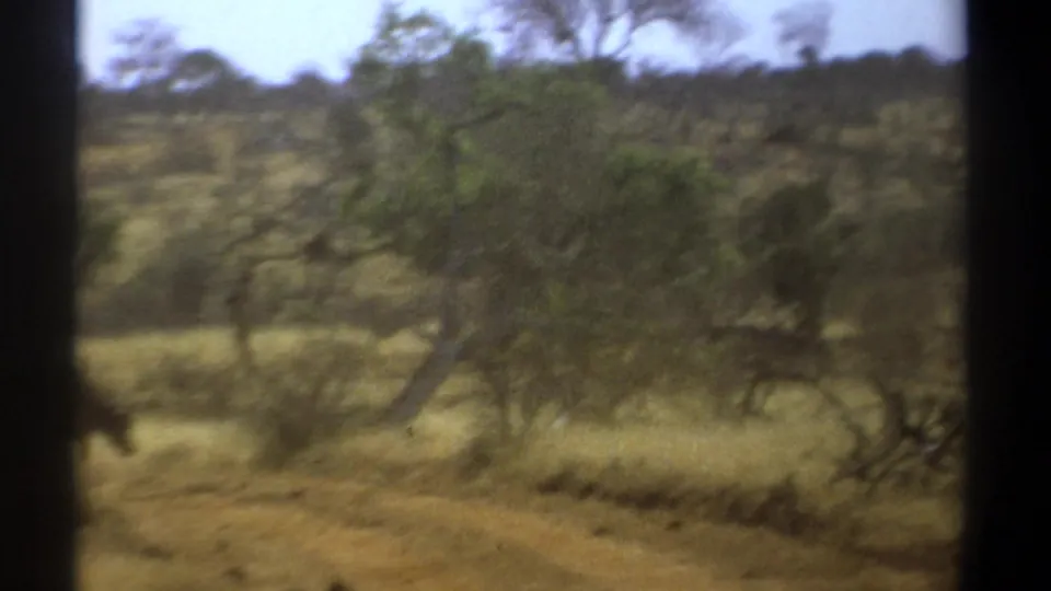 1969 Kenya home-movie frame of a dusty savanna track with brush and a partly visible animal near the edge.
