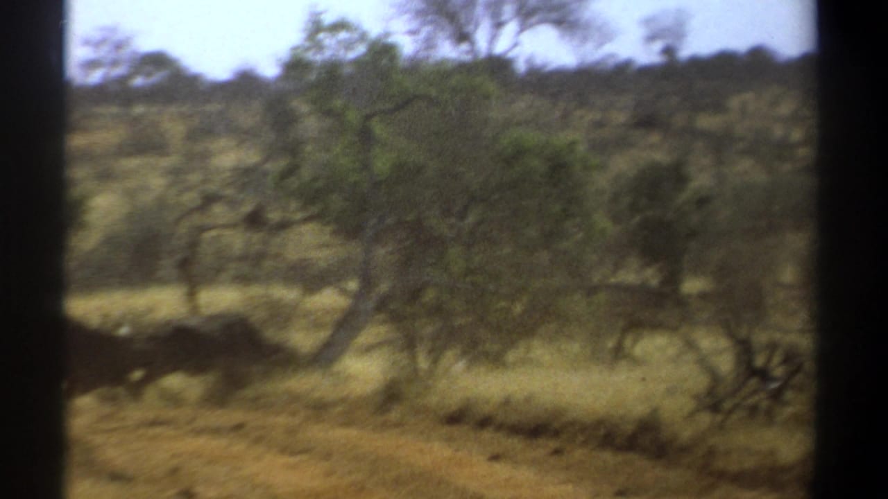 Wild animals crossing a dusty road through dry grass and trees.