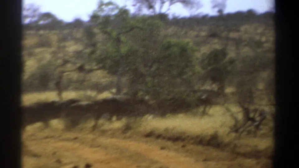 1969 Kenya home-movie frame with dark vertical framing as animals pass through a sunlit road and wooded bushland.
