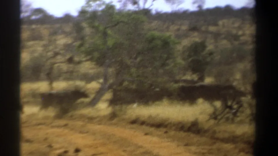 Soft 8mm Kenya frame with animals partly hidden by a leaning tree, dry grass, and roadside bushland.