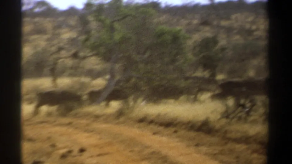1969 Kenya 8mm still showing animals moving past trees beside a rustic road, seen through dark vertical edges.