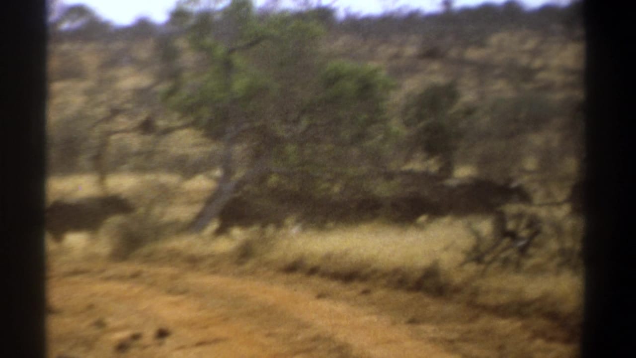 Large dark animals running across dry savanna behind dark 8mm frame borders.