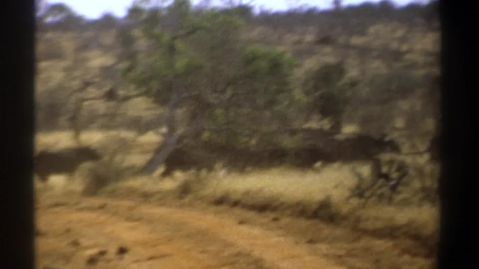 1969 Kenya 8mm frame showing a herd of large dark animals moving through dry grass and scattered trees.