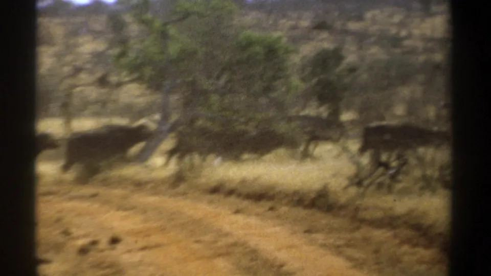 Large animals, likely buffalo or cattle, gallop across a Kenyan savanna scene in soft 8mm footage from 1969.
