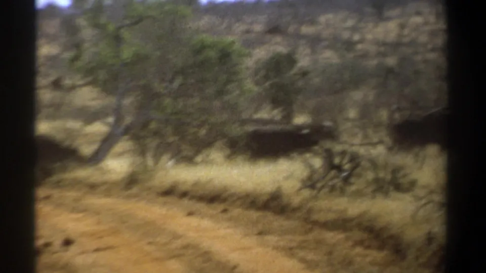 A late frame shows the herd still moving across the dry Kenyan savanna, framed by 8mm gate edges.