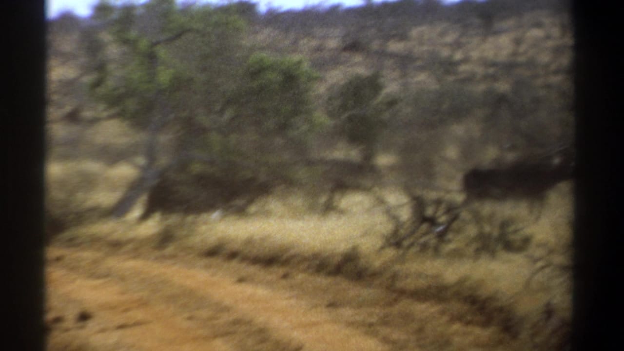 Dark cattle run past dry grass and scattered trees in a bush landscape.