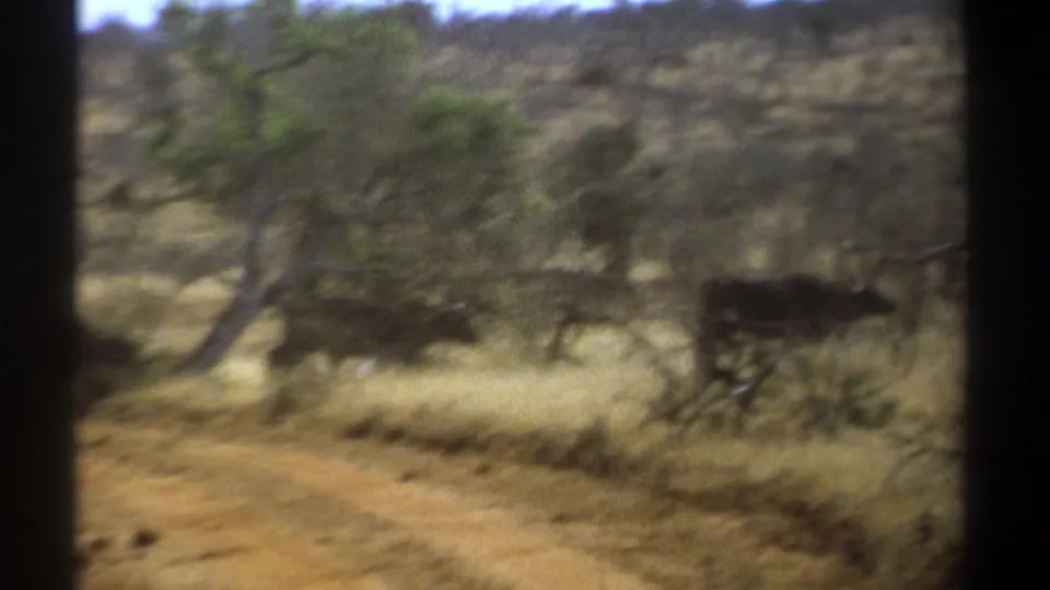 Kenya 1969 8mm frame of cattle crossing a dry scrub landscape with trees, seen in soft motion blur.