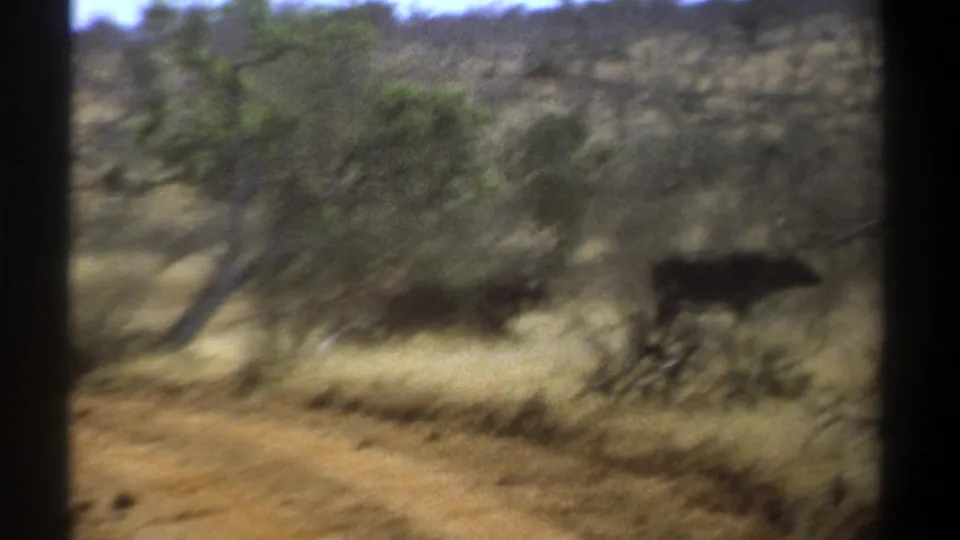 Kenya 1969 8mm frame with a dark cow partly blurred among dry grass, bushes, and scattered trees.