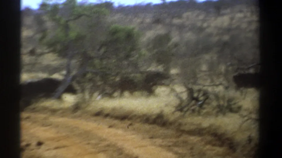 Kenya 1969 8mm frame showing blurred cattle among dry grass, bushes, and trees from a moving viewpoint.