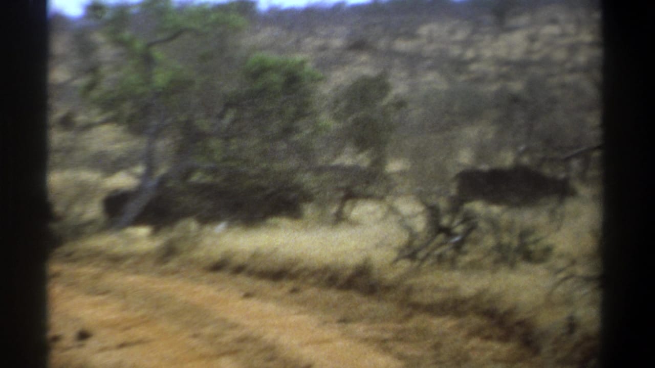Dark cattle-like animals run through dry grass beside a dirt track and sparse trees.
