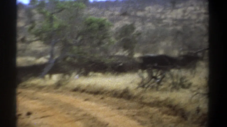 1969 Kenya home-movie frame showing a dark cattle-like animal running through a dry savannah roadside scene.