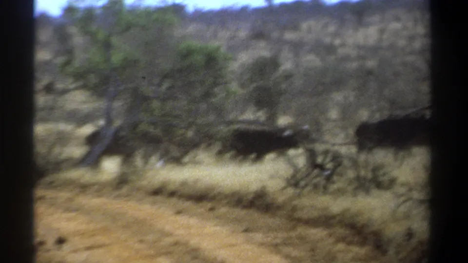 Soft 8mm frame from Kenya in 1969 with dark cattle-like animals running through dry grass near a roadside tree line.
