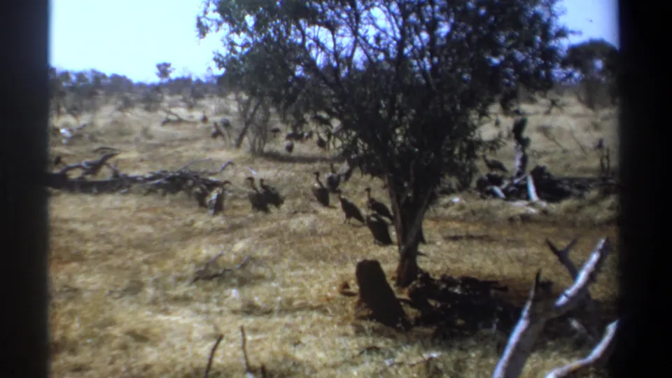 1969 Kenya 8mm frame showing birds gathered under a tree on dry savannah ground, with fallen branches and open hillside behind.