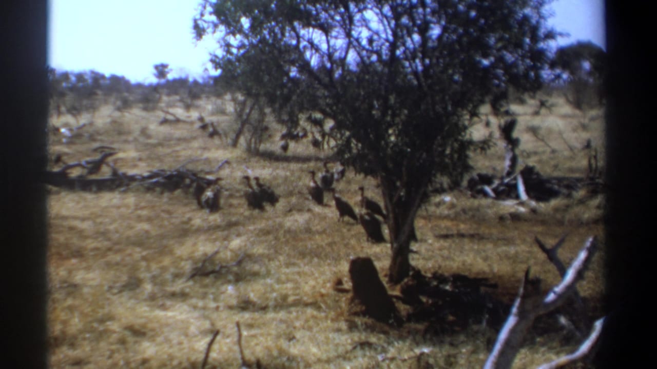 Dark birds stand and move through dry grass near a tree and fallen branches.