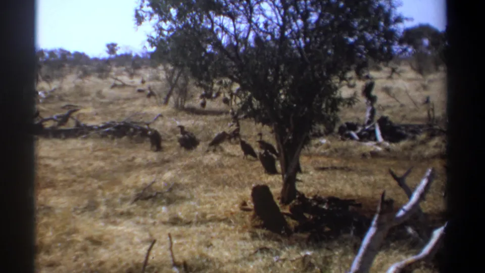 Archival 8mm frame from Kenya showing birds spread across sunlit dry grassland with a tree, shrubs, and fallen limbs.