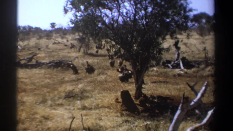 1969 Kenya home-movie frame with birds in a dry savanna-like clearing, framed by a tree, shrubs, and pale dead branches.