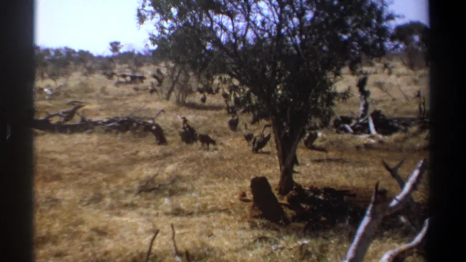 Kenya 1969 8mm frame showing a loose group of dark birds in dry grassland, with a tree, shrubs, and scattered deadwood.