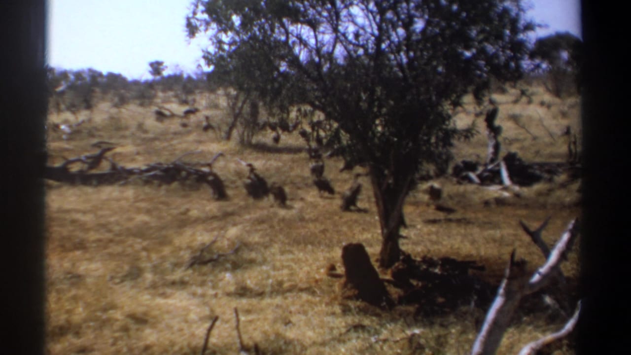 Dark birds gather in dry grass near a small leafy tree and fallen branches.