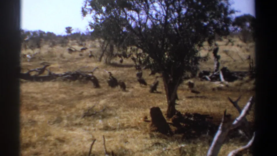 1969 Kenya 8mm frame showing dark birds spread across dry savanna grass near a small leafy tree, scrub, and fallen wood.