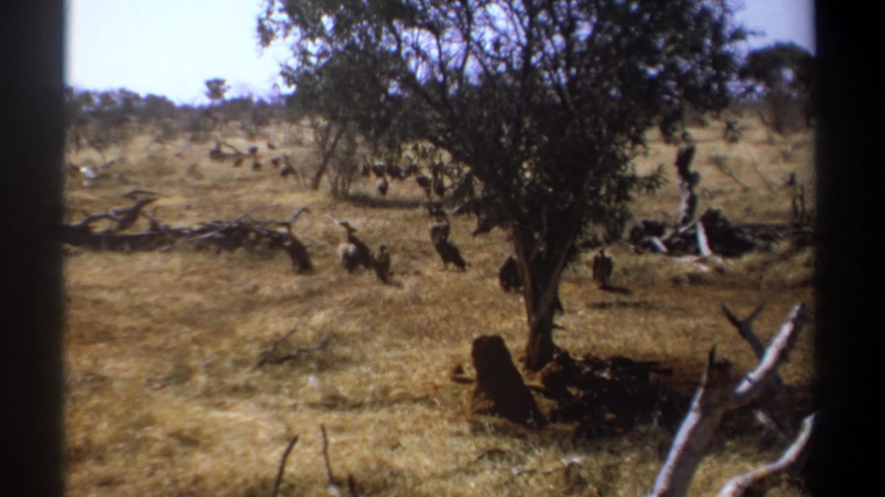 Birds stand and move through dry grass beside a leafy tree and scattered branches.