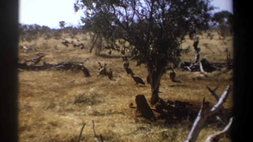 1969 Kenya 8mm footage frame showing birds spread through a dry savanna clearing beside a small tree and scattered dead wood.