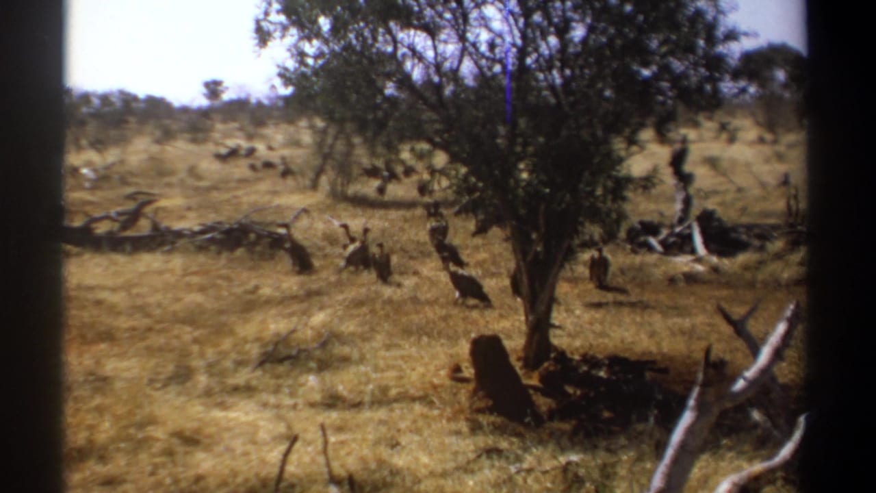 Large birds scattered across dry grassland near a small tree and fallen branches.