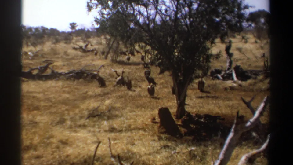 Kenya 1969 8mm frame showing a flock of large birds on dry savanna, framed by dark film edges.